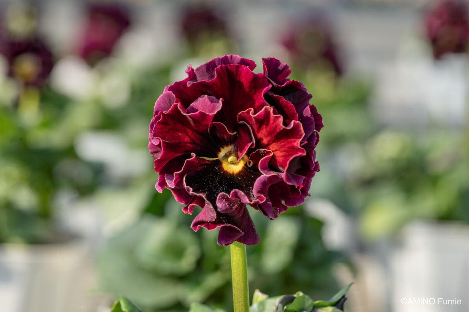 Pansies